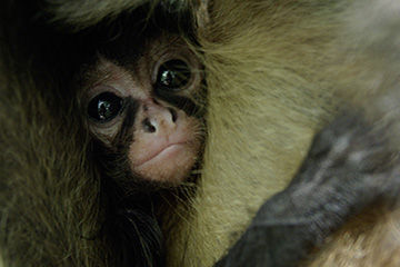 Singe-araignée-à-vendre-©-Ateles-Films-360x240.jpg