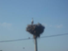 Bulgarian Crane Nesting on Telegraph Pole - Bulgarian British Partnership
