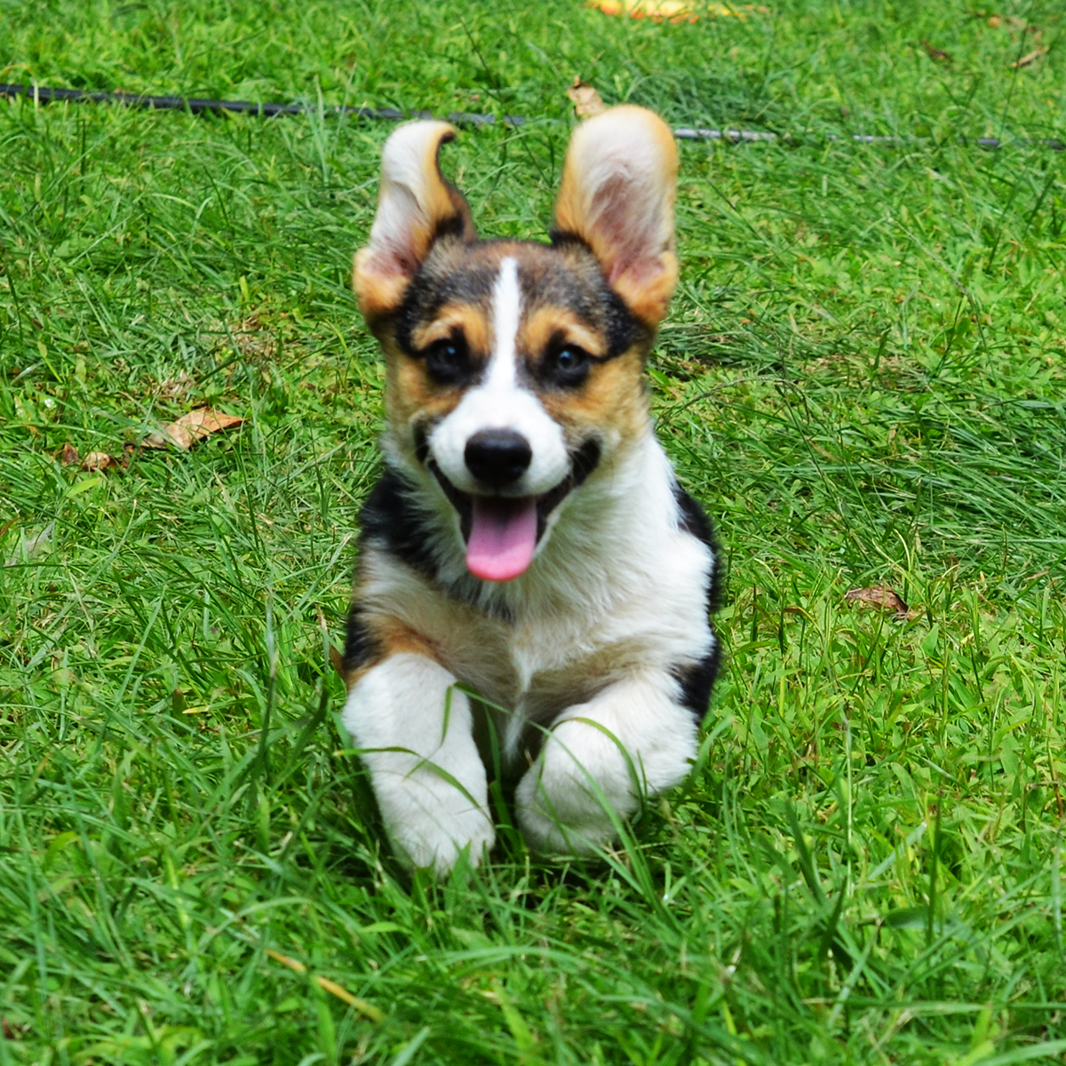 puppies hawaii hawaii corgis puppies hawaii hawaii corgis