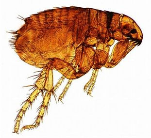 Vlo microscopisch beeld