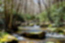 Boone Fly Fishing Streams