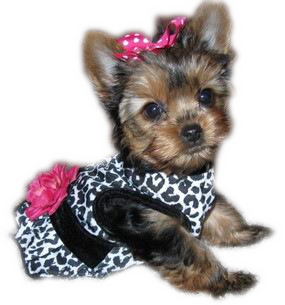 yuppy puppy pet spa yuppy puppy salon and spa and pet grooming and spa services yuppy puppy pet spa yuppy puppy salon and spa and pet grooming and spa services