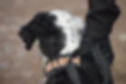 cadaver dog information
