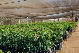 Dodhill Garden Centre Plant And Fruit Tree Nursery Zimbabwe Fruit Tree Production At Dodhill