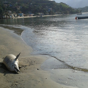 Resultado de imagem para boto cinza sepetiba