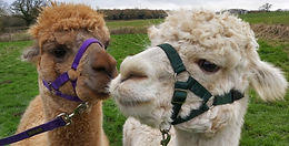 Skills for Working in Animal Care Industries
