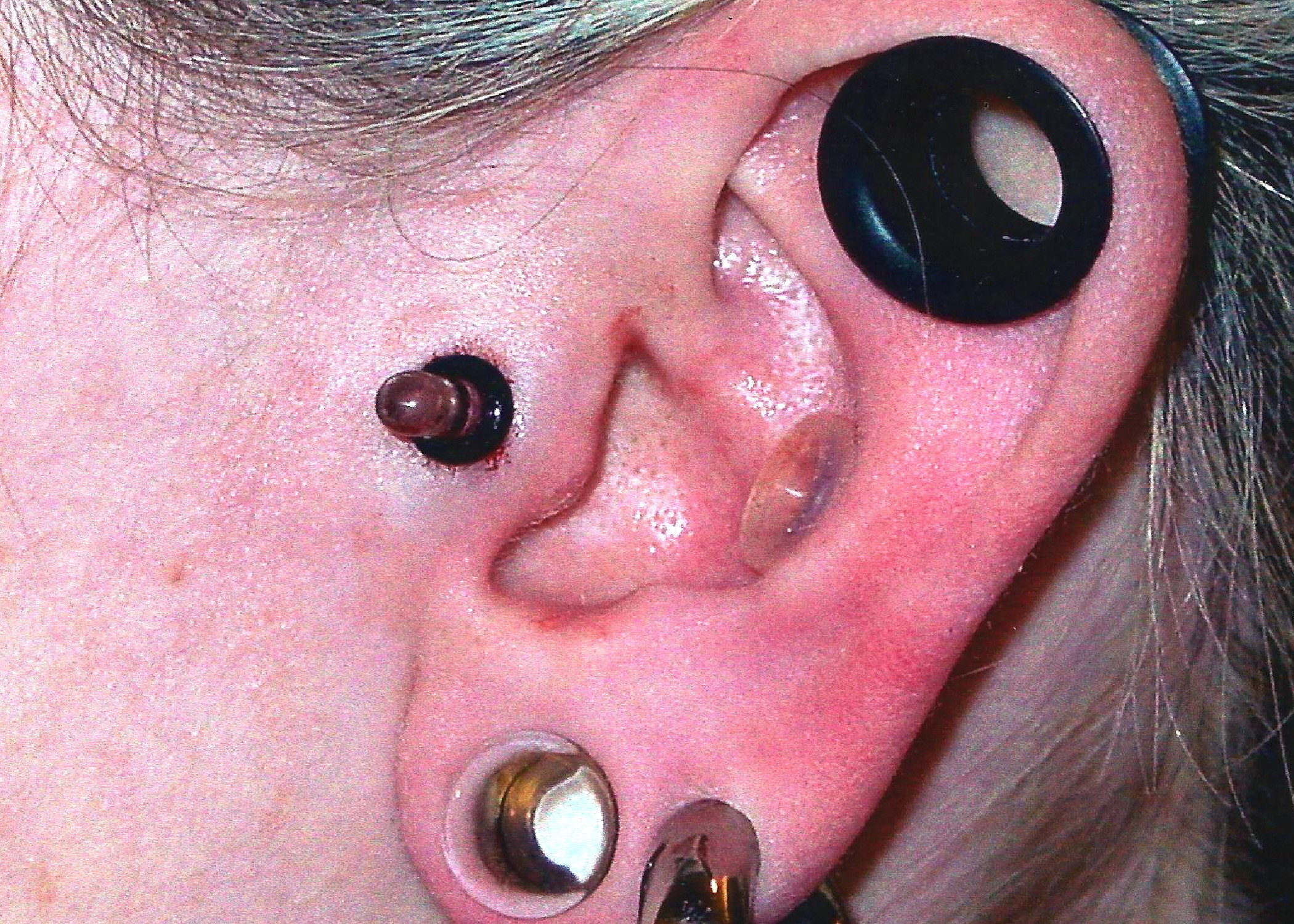 deep roots tattoo and piercing large gauge tragus deep roots tattoo and piercing large gauge tragus
