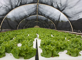 Aquaponic Farms Hawaii | Aquaponics Hawaii | Hawaii Aquaponic Farms 