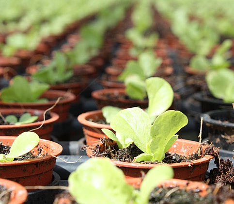 Kunia Country Farms | Aquaponic Farms Hawaii | Aquaponics ...