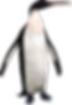 kairuku penguin.png
