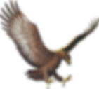 Graphic illustration or Haast eagle
