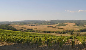 Vigneti_3830x2549 (1).jpg