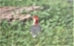 Red Bellied Woodpecker 23 April 2019 (2)