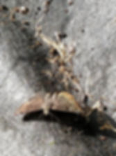Horace's Duskywing.jpeg