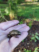 Eastern Narrow-Mouthed Toad.jpg