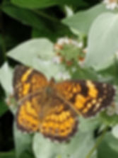 Silvery Checkerspot 25 June 2019 (8).jpg
