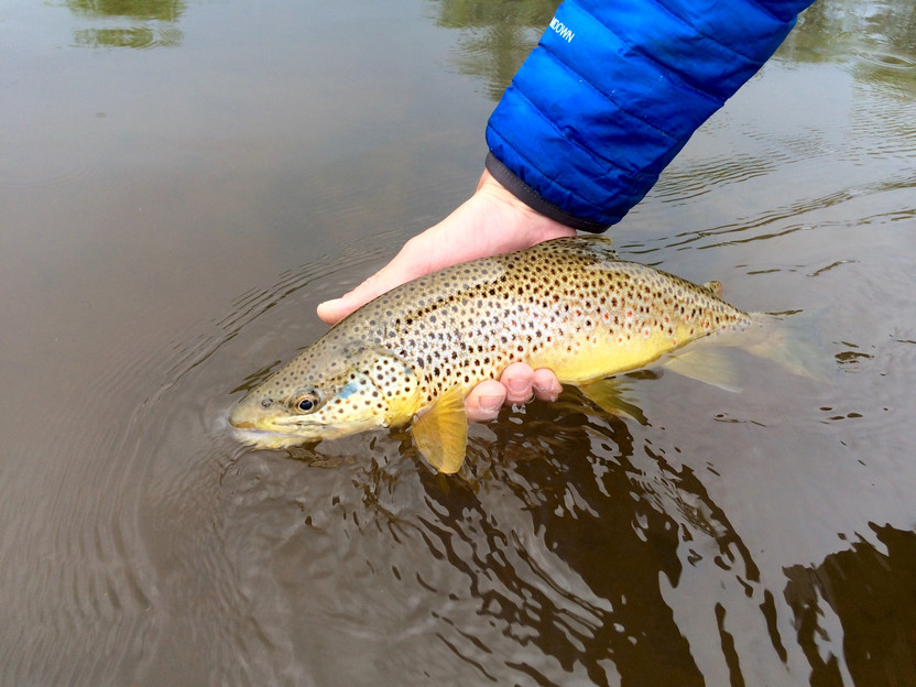 how i met my fish essay Essay by: garrett mcmillian i was at springhill camp with my church i like going to highland lake—there's a dam there where all the fish get trapped, bass, trout, catfish, i met my grandfather when i was eight, and i started to get into art. how i met my fish essay Essay by: garrett mcmillian i was at springhill camp with my church i like going to highland lake—there's a dam there where all the fish get trapped, bass, trout, catfish, i met my grandfather when i was eight, and i started to get into art.