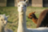 Date Idea L Llama Farm.jpg