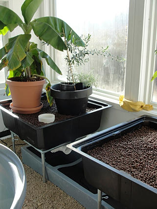 7 Tips for Aquaponics Greenhouse Design - Frosty Fish ...