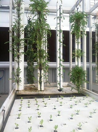 7 Tips for Aquaponics Greenhouse Design – Frosty Fish ...