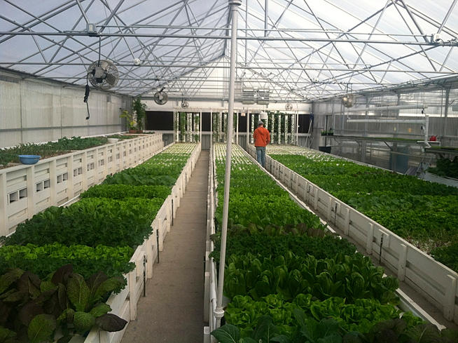 Tips for Aquaponics Greenhouse Design