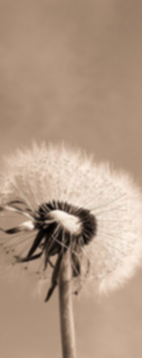 dandelion-333093_1280_edited.jpg
