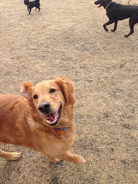 The Crate Escape Dog Walking and Pet Services