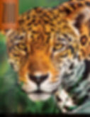 Zoo View Magazine