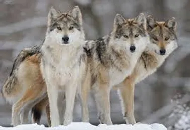 wolfscience wolf contacts