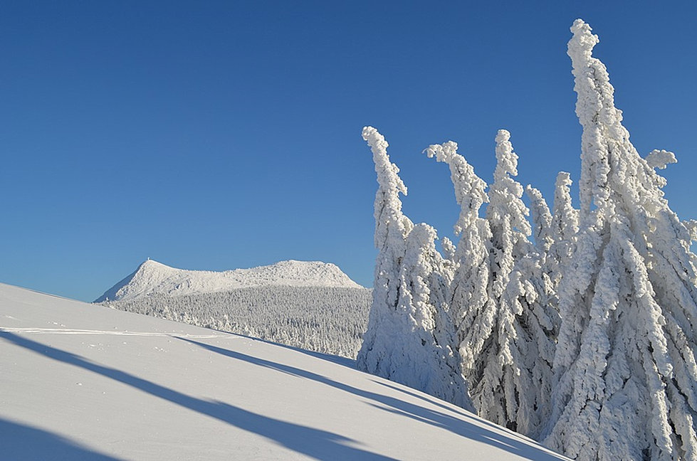 Station de ski alpin les Estables Domaine Nordique du Mézenc Chiens de traîneaux