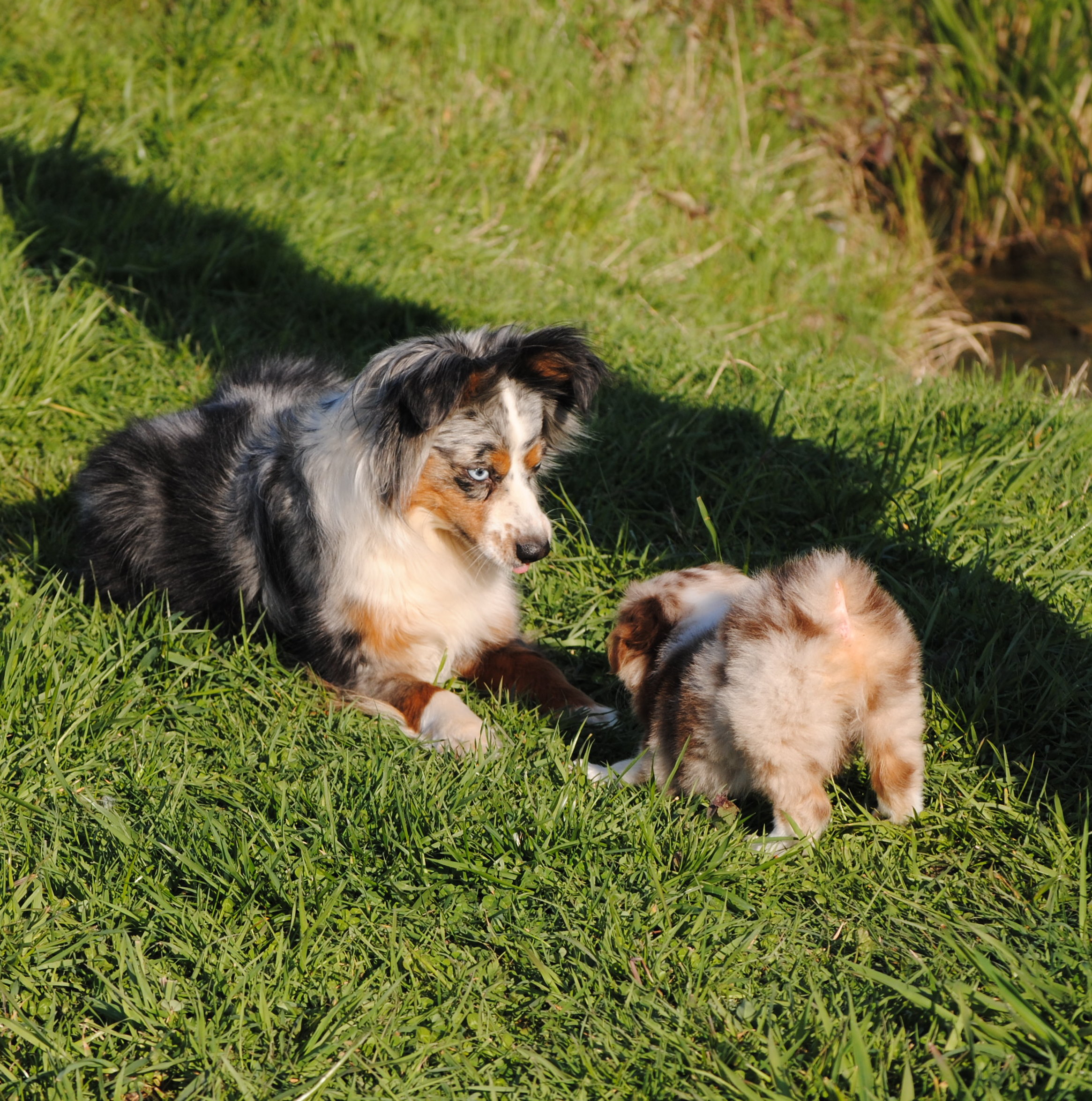 puppies salem oregon mini australian shepherd puppies in salem oregon breeds picture puppies salem oregon mini australian shepherd puppies in salem oregon breeds picture