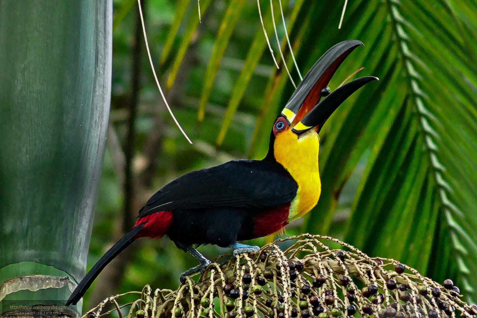 Resultado de imagem para Tucano-de-bico-preto