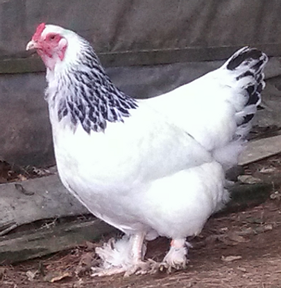 Chicken Breeds