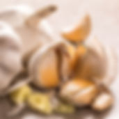 YBF GARLIC PIC.jpeg