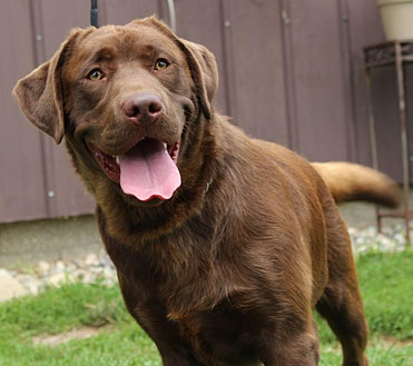 Mature labrador for sale