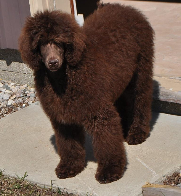 Rozey K9 FarmEnglish Labrador Retriever Pups, Standard Poodle Pups