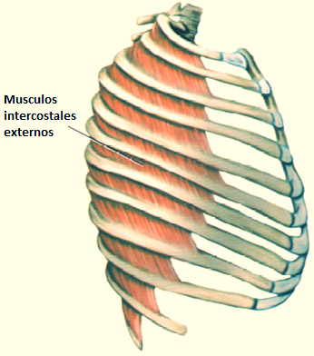 EXTERNAL intercostal muscles