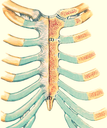 MANUBRIOESTERNAL, XIFOESTERNAL