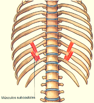 subcostal muscles