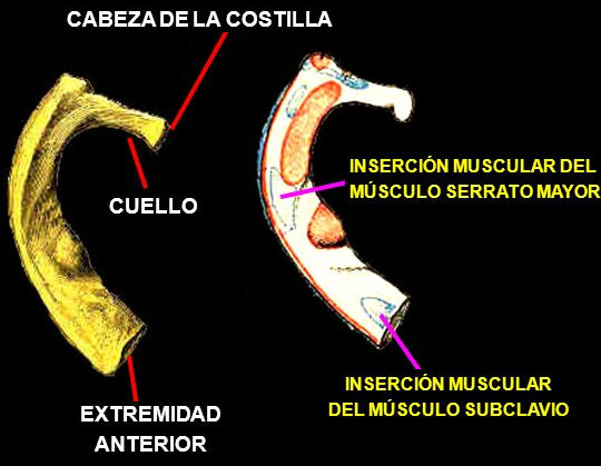 PRIMERA COSTILLA