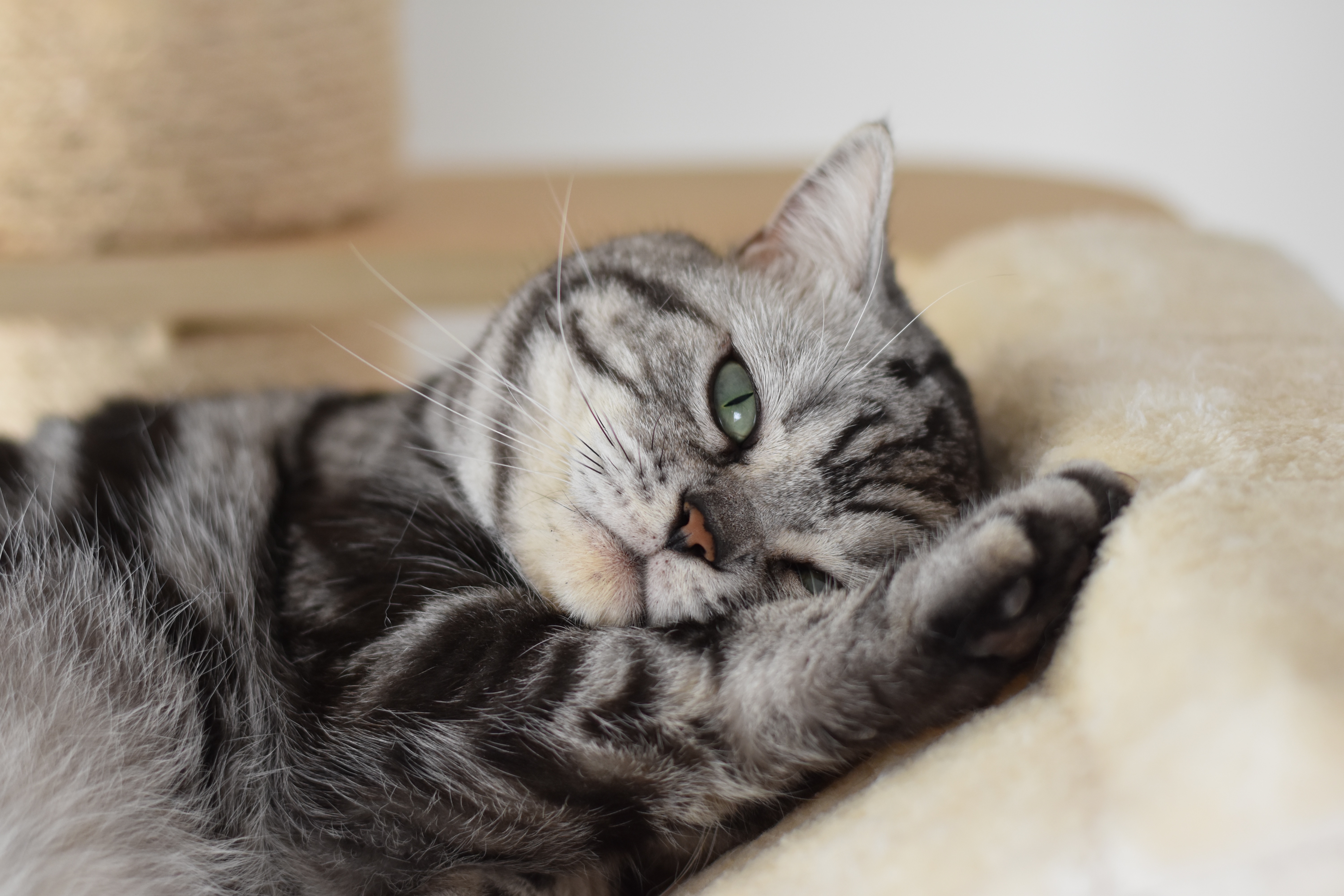 Allevamento Gatti British Shorthair Scottish Fold Liguria E Lombardia