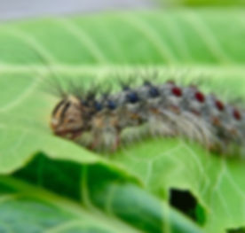 Gypsy%2520moth%2520caterpillar%252C%2520crawling%2520on%2520young%2520leaves_edited_edited.jpg