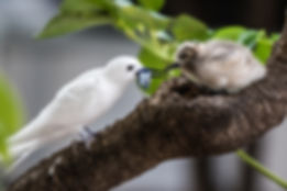 White tern feeding chick in nesting spot