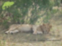 Simba chills out in the shade, Masai Mara, Kenya to Kigali Adventure, OTA