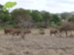 Elephants in Lumo Sanctuary, Tsavo & Amboseli Safari, OTA - Overland Travel Adventures