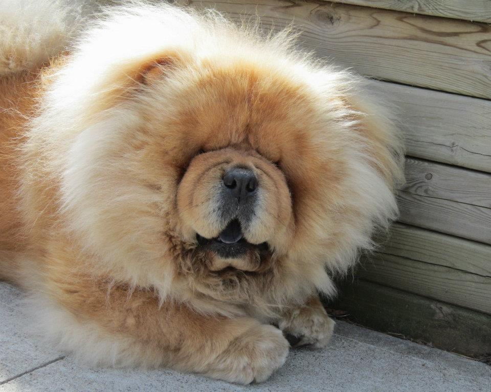 chow chow puppies for sale in ohio chow chow puppies for sale in ohio and breeders chow chow puppies for sale in ohio chow chow puppies for sale in ohio and breeders