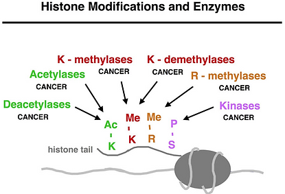 epigenetics unraveled histone modification histone modification