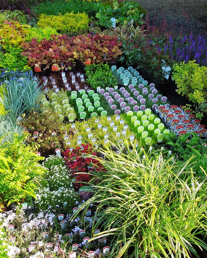 Plant Place Nursery Ground Cover
