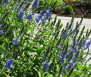 Perennial Garden Design on Lush Designs Perennial Gardens Garden Design Portland Oregon