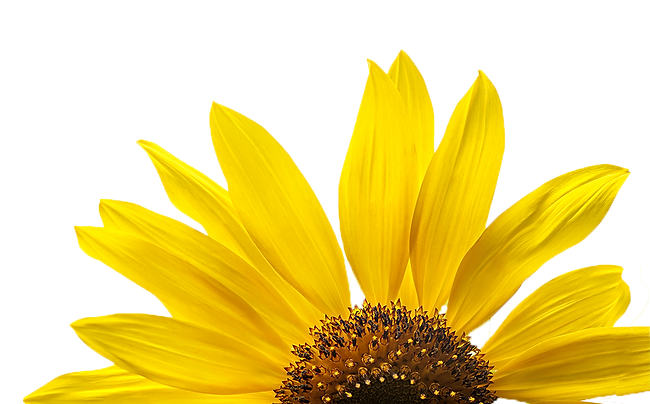 bloomingyellowsunflowersonawhitebackgrou